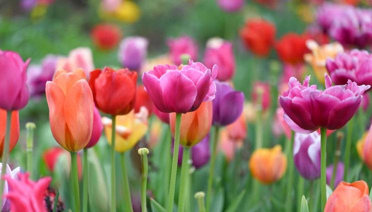 лалета пролет - СПОРЕД ВЯРВАНИЯ НА ТРАКИТЕ: Светлината влиза в битка с тъмнината в деня на пролетното равноденствие! (СНИМКИ)