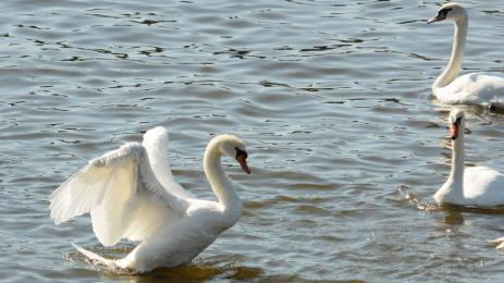 авестийския хороскоп