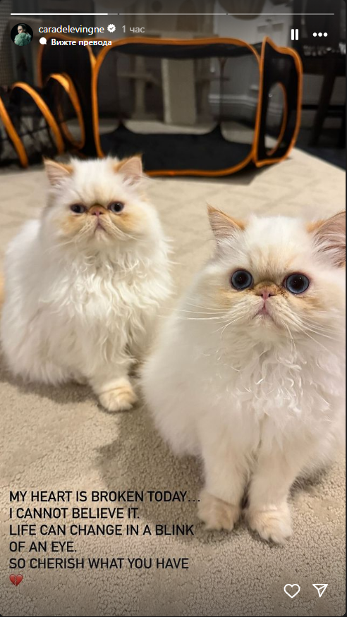 Котки Кара Делевин