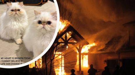 пожар котки Кара Делевин