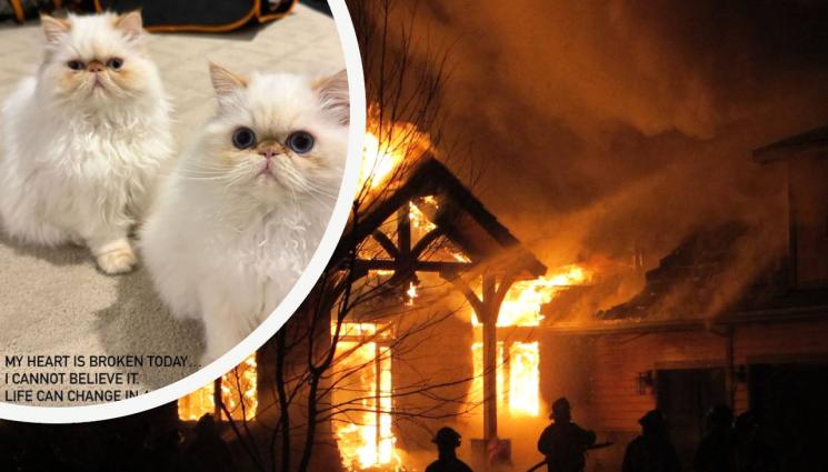 пожар котки Кара Делевин - СЛУЧИ СЕ ЧУДО! Котките на Кара Делевин оцелели в пожара!