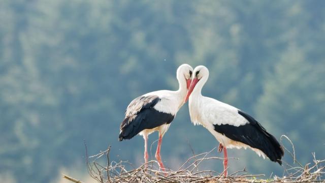 Сезонът на щъркелите: Какви поверия носят дългокраките птици за българите