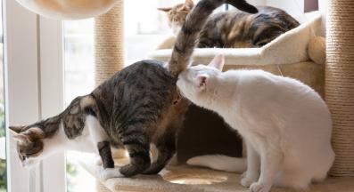 домашна котка