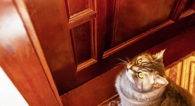 котка пред врата