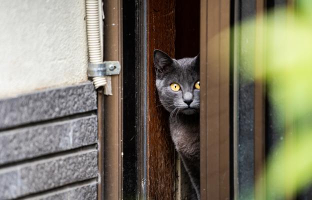 котка пред врата