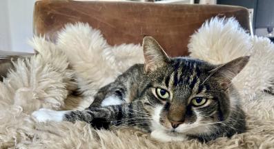 домашна котка