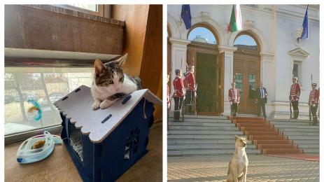 Кучето Фернанда и котаръкът Жоро