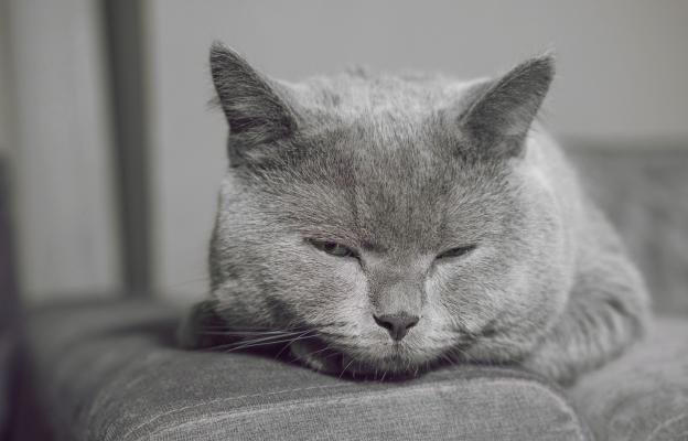 котка със затворени очи