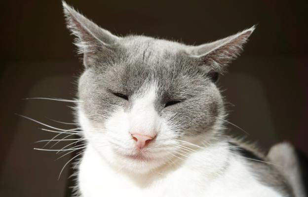 котка със затворени очи