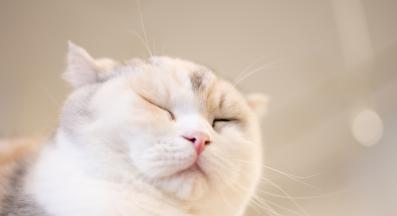 котка със затворени очи