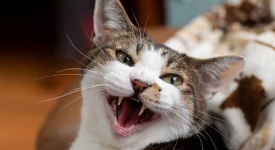 котка мяука