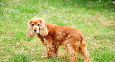 Кокер шпаньол