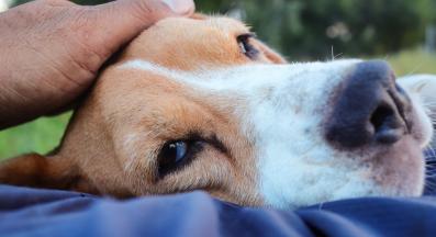 куче човек спи