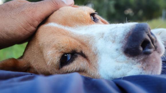 5 причини защо не бива да закачате куче, което спи