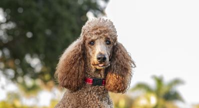 Стандартен пудел