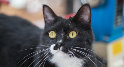 домашна котка