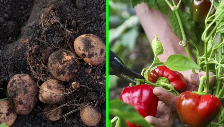 картофи - Агро Телеграф: Дръжте картофите далеч от пипера