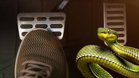 змия кола шофиране