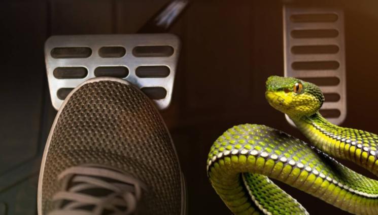 змия кола шофиране - ПЪТНИК БЕЗ БИЛЕТ: Змия изкара акъла на шофьорка! (ВИДЕО)