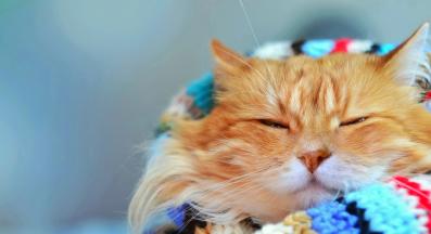 домашна котка през зимата