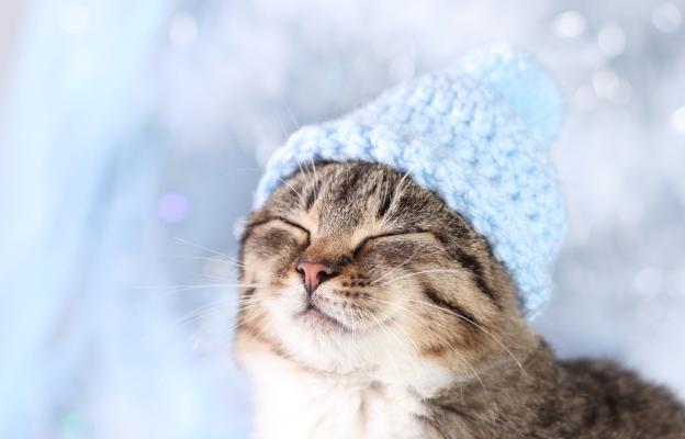 домашна котка през зимата