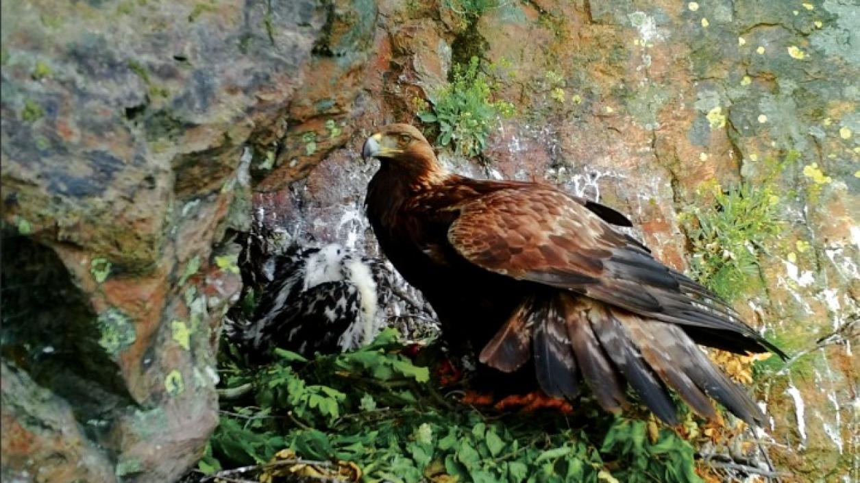 Екомузеят с аквариум в Русе показва живота на скалния орел