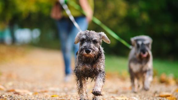 7 съвета за безопасни дъждовни разходки с кучето ви