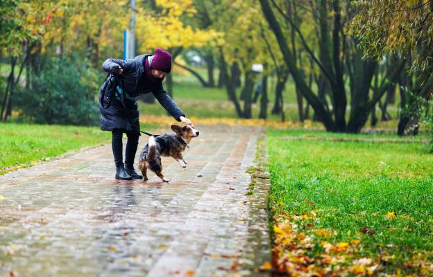 куче разходка дъжд