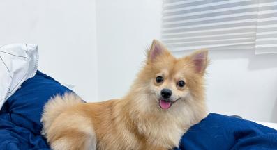 куче чаршафи драска