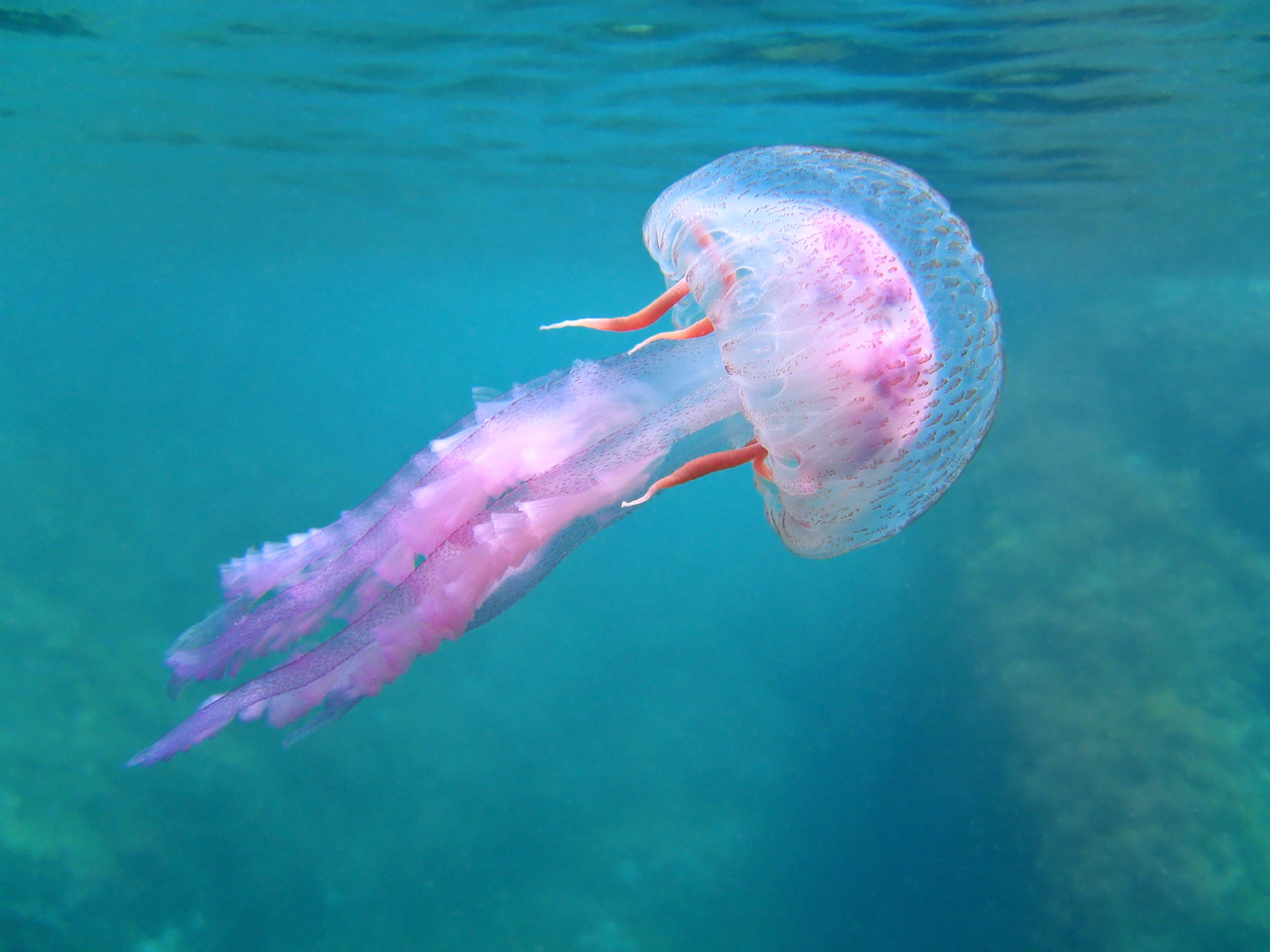 <p><strong>Медузите се адаптират добре към изменението на климата</strong>- За разлика от повечето морски животни, медузите виреят във водата въпреки горещите вълни, подкисляването на океана, прекомерния улов и други фактори.&nbsp;Коралите, черупчестите мекотели и други организми, използващи черупки, страдат най-много от окисляването, докато медузите не са толкова податливи на отрицателните ефекти. Тъй като климатичната криза се влошава, експертите смятат, че популациите на медузите ще се променят.&nbsp;В по-голямата си част експертите прогнозират, че ще се появи дисбаланс между медузите и другите животни.&nbsp;Например, тъй като медузите оцеляват по-добре във води с ниска концентрация на кислород, те скоро може значително да превъзхождат планктона, техния основен хранителен източник.</p>
