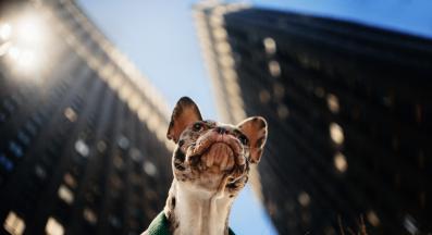 Френски булдог