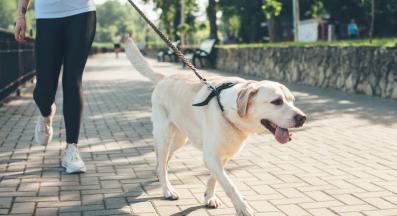 куче разходка