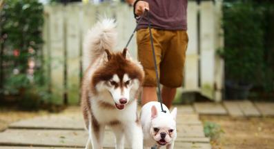 куче разходка