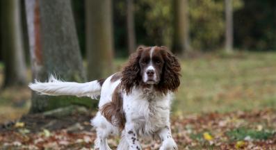 куче разходка