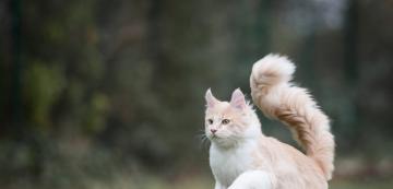 7 породи котки, които имат дълги опашки