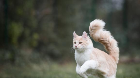 7 породи котки, които имат дълги опашки