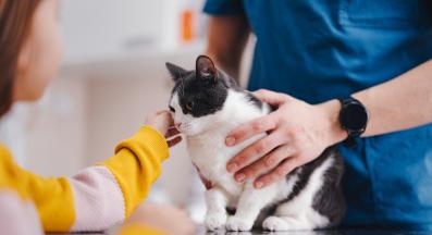 домашна котка