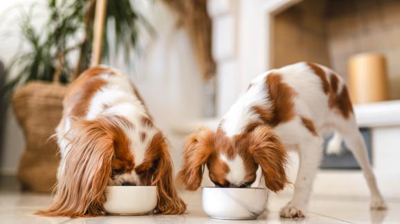 Кои храни са полезни за кучетата?