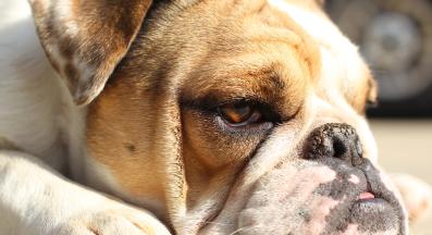 куче сух нос