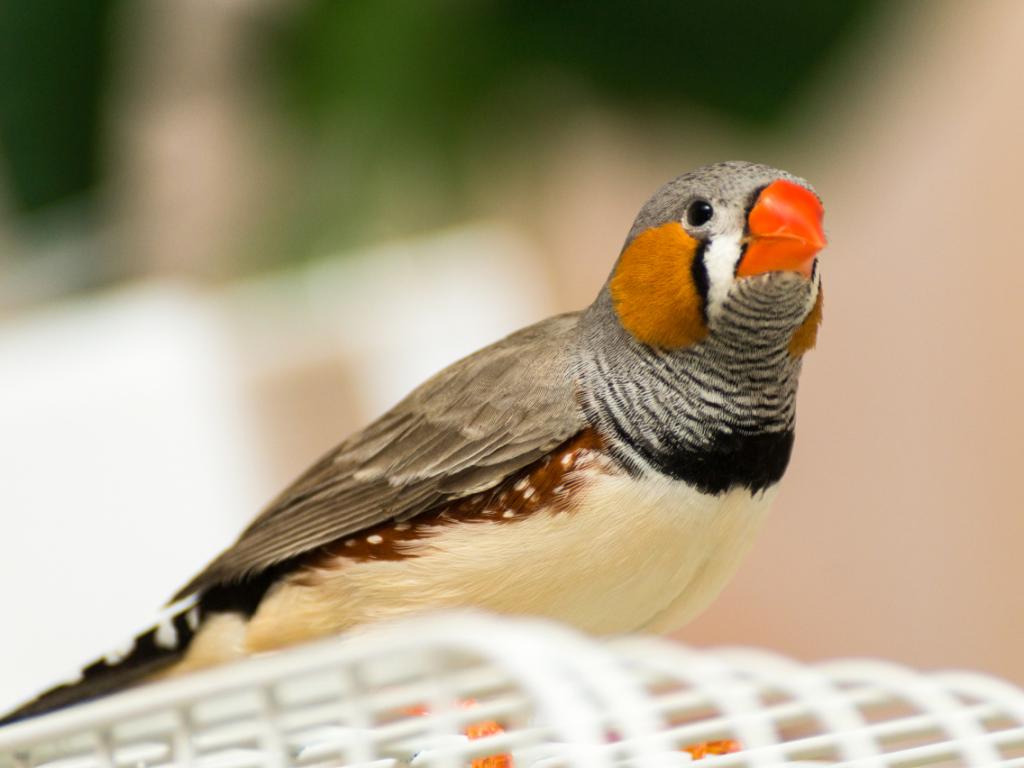 Птиците от вида зеброва амадина пеят една единствена песен през целия