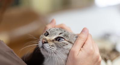 котка и собственик