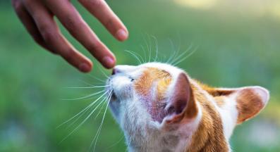 домашна котка