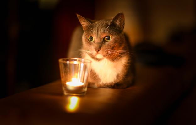 котка и свещи