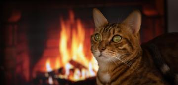 Котките разбират заплахата на огъня и биха ли стояли далеч от него?