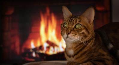 котка и свещи