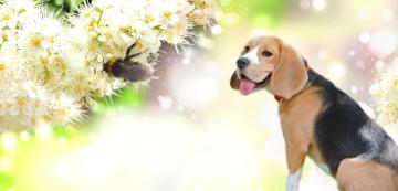 Какво се случва, ако кучето изяде пчела