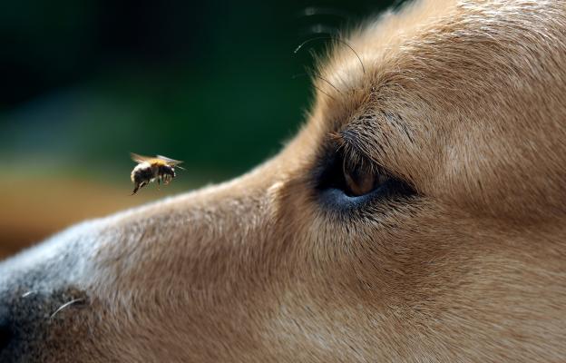 куче пчела