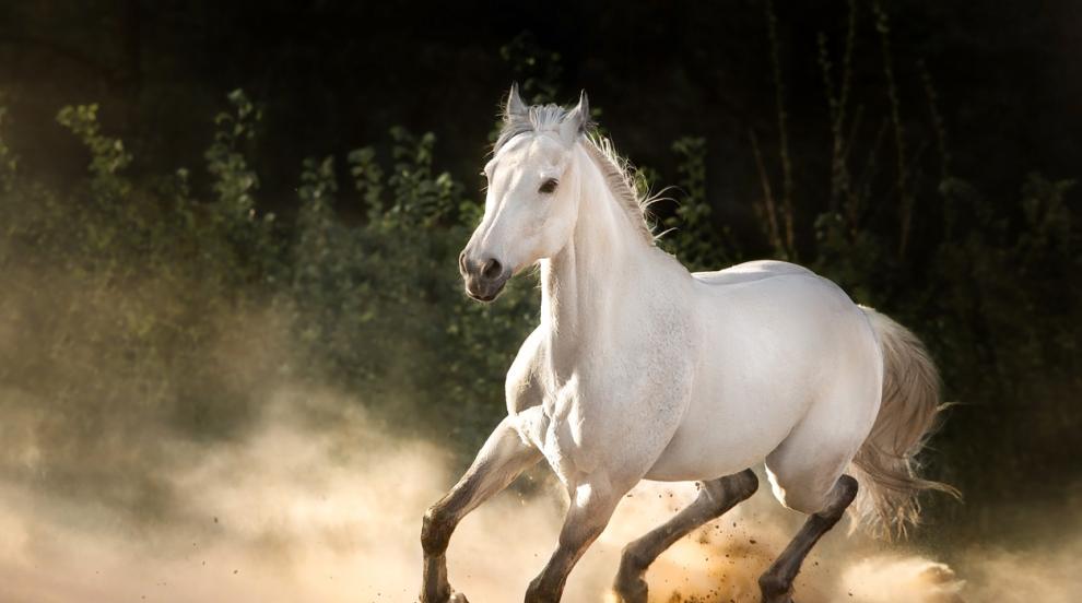 В Сливен празнуват Тодоровден с конни демонстрации и исторически възстановки