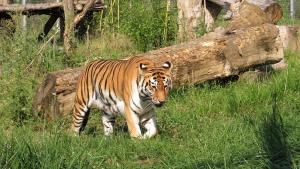 На 19 годишна възраст почина сибирската тигрица Шели това съобщиха от