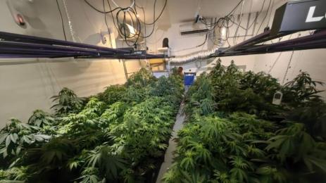 наркооранжеия